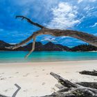 Australien: Tasmanien, Wineglas Bay "Treibholz am Strand"