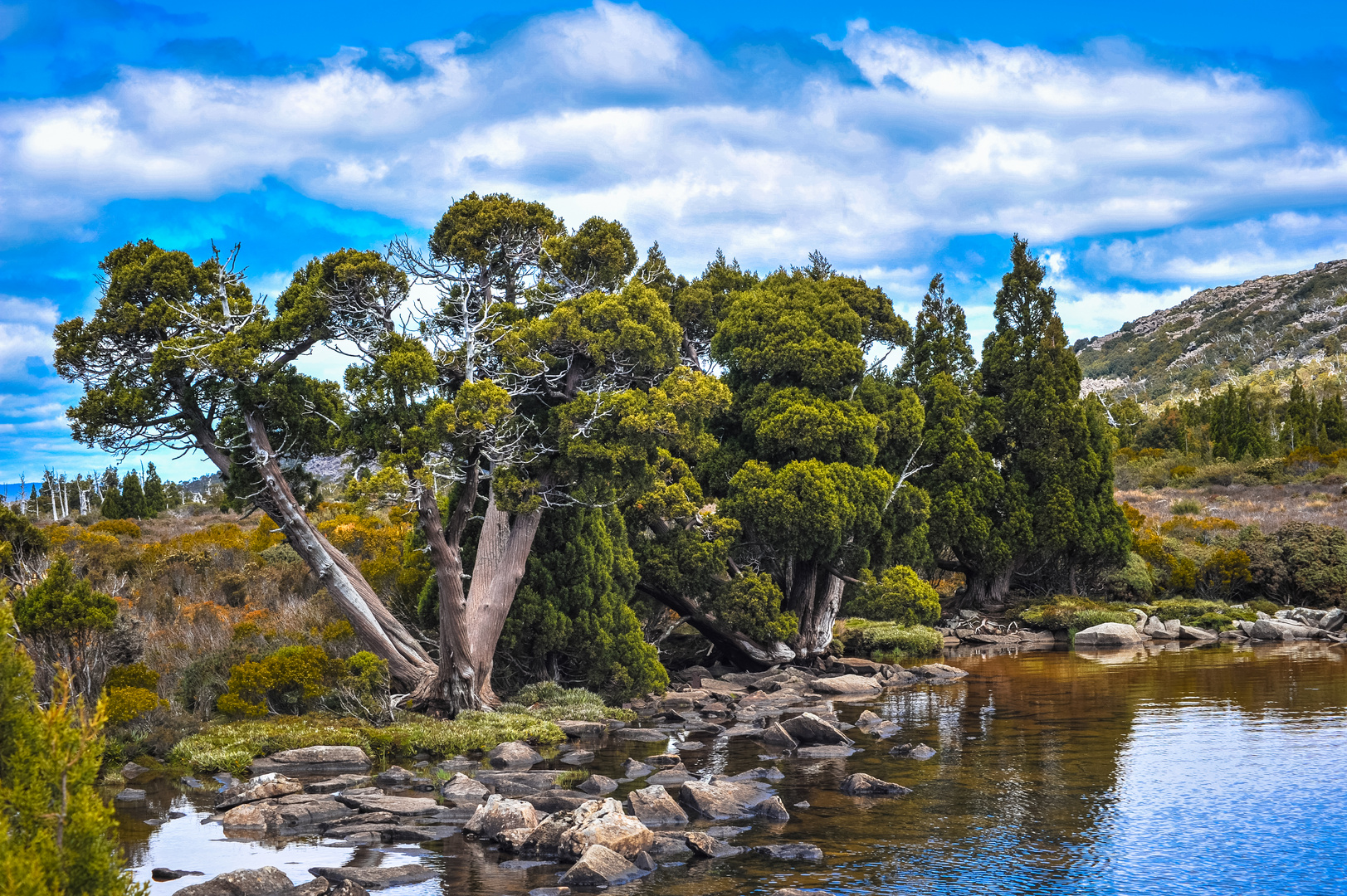 Australien: Tasmanien, Zypressen-Schuppenfichte (Athrotaxis cupressoides)