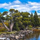 Australien: Tasmanien, Zypressen-Schuppenfichte (Athrotaxis cupressoides)