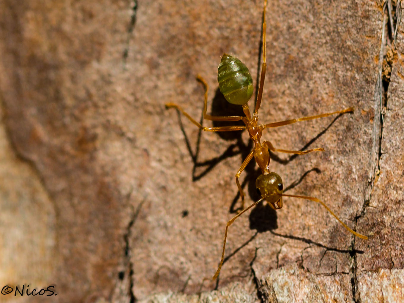 Australien Weaver Ant