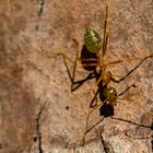 Australien Weaver Ant