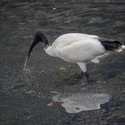 Australien White Ibis