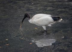 Australien White Ibis