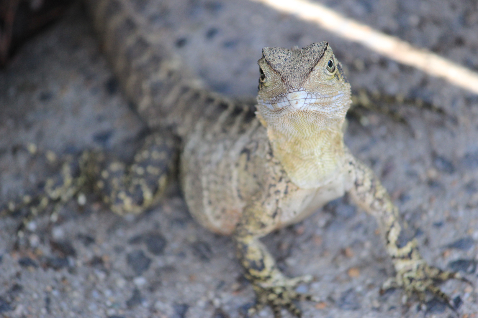 Australien Zoo