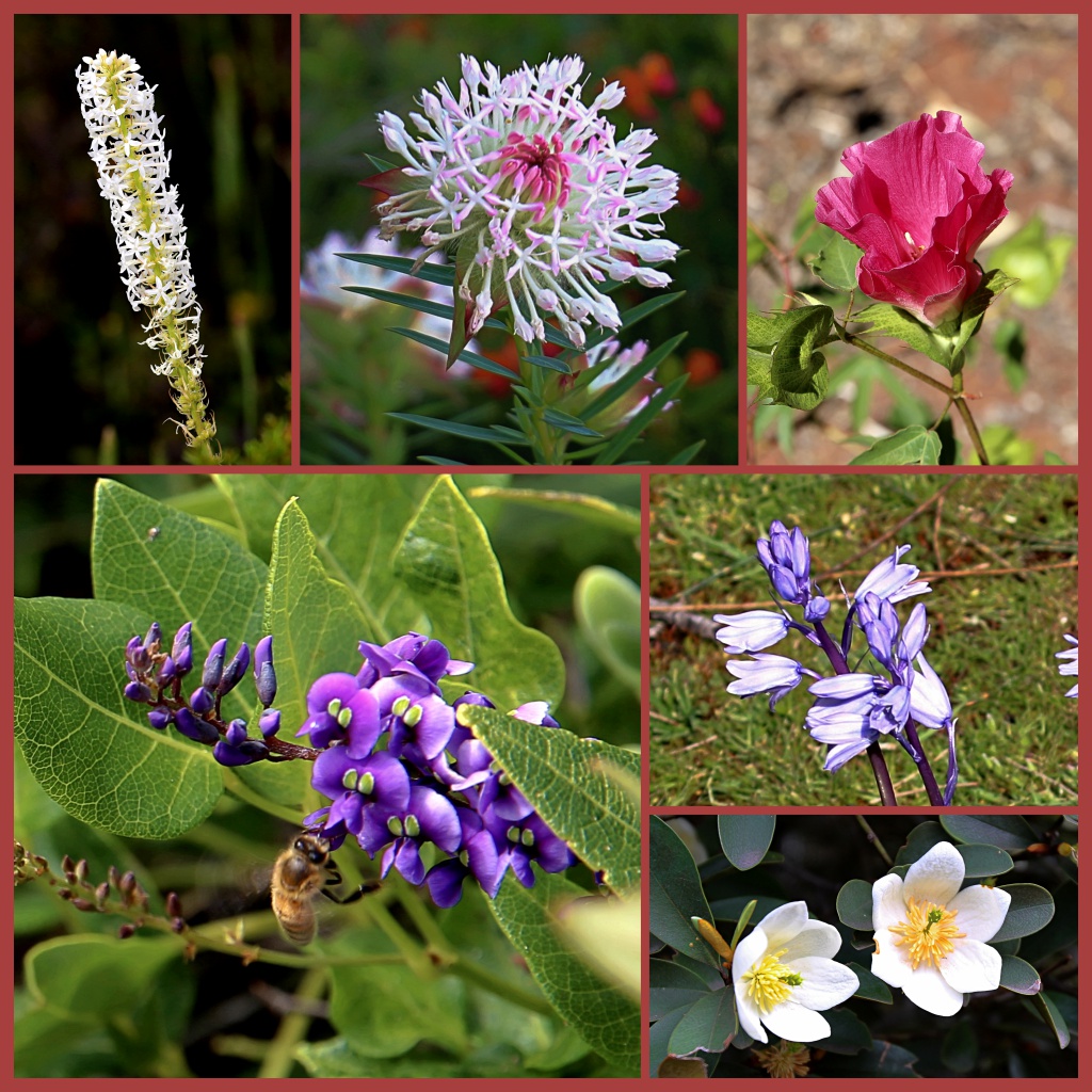 Australiens Flora (2) Foto & Bild natur, blumen, pflanzen Bilder