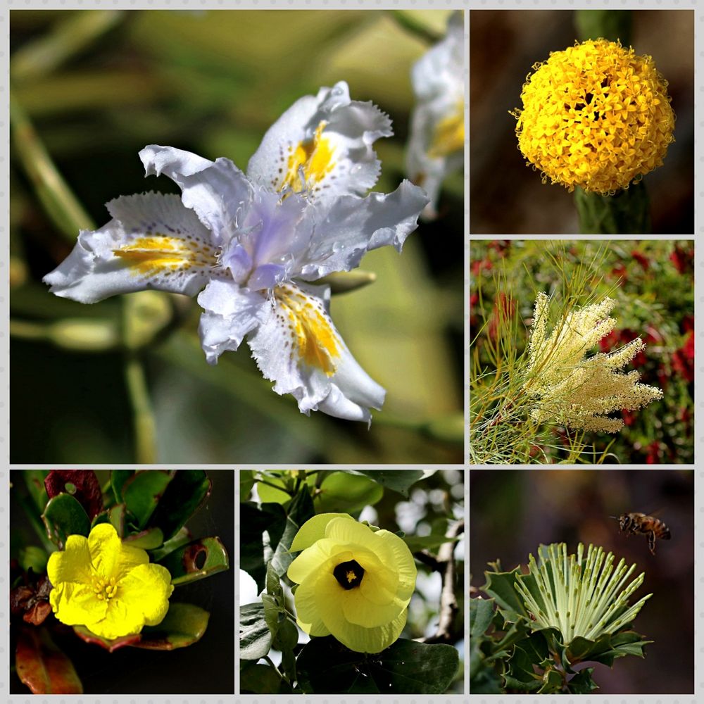 Australiens Flora Foto & Bild natur, blumen, pflanzen Bilder auf