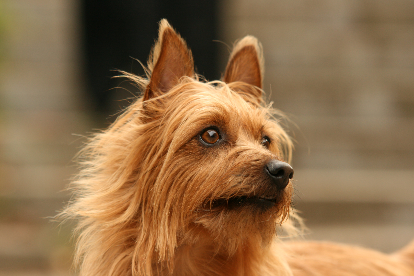 Australin Terrier