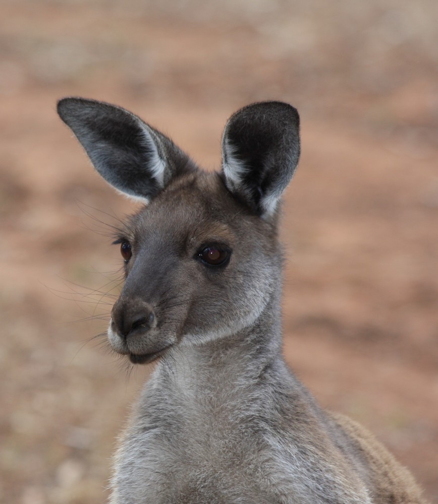 Australische Begegnungen