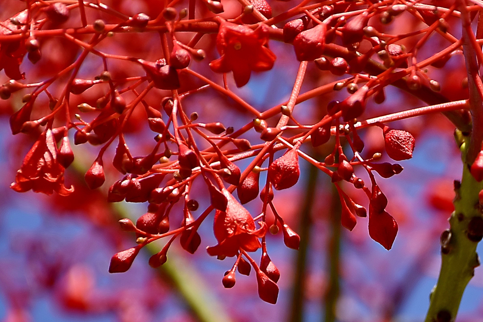 Australische Brachychiton acerifolius