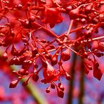 Australische Brachychiton acerifolius