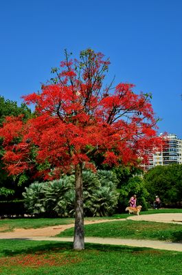 Australische Brachychiton acerifolius