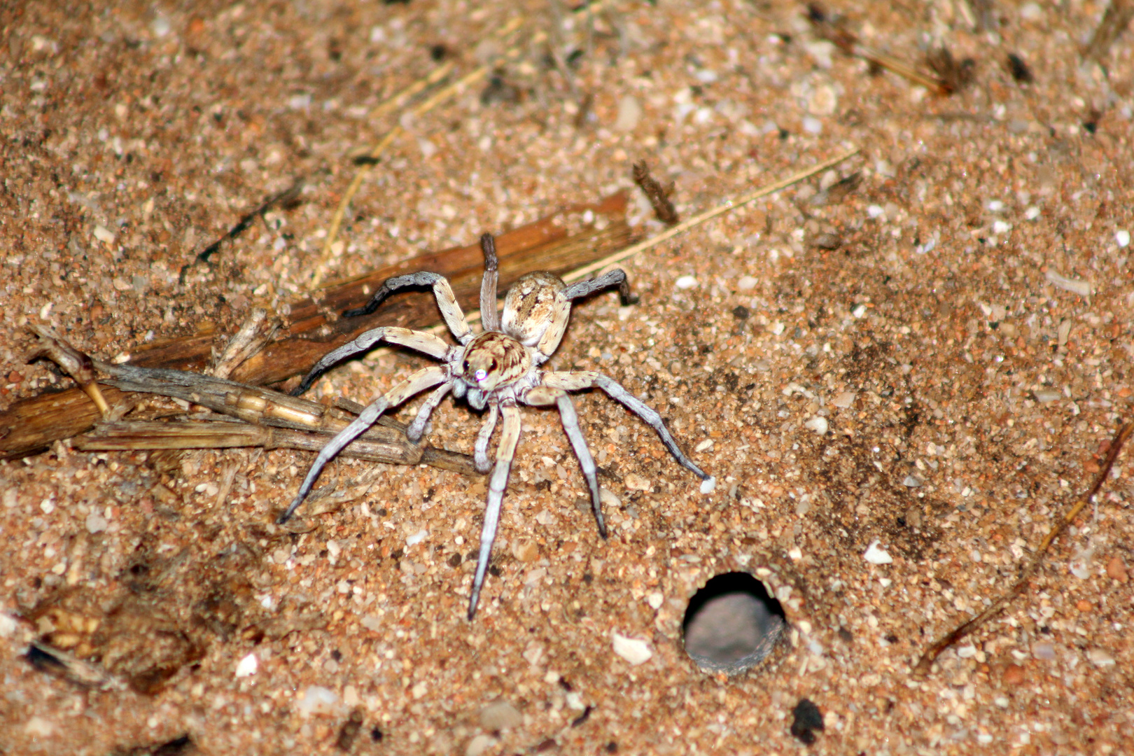 Australische Brown Huntsman Spinne