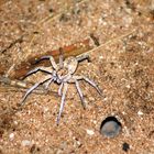 Australische Brown Huntsman Spinne