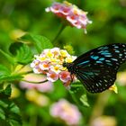 Australische Butterfliege