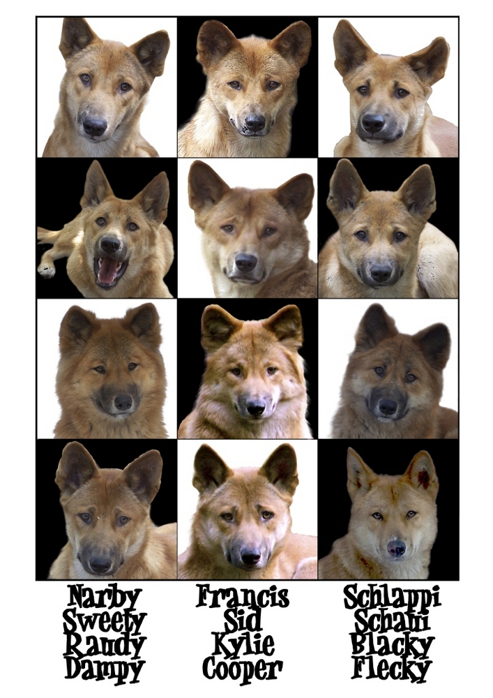 Australische Dingos - Portraits