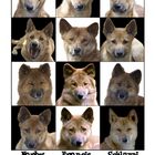 Australische Dingos - Portraits