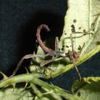 Australische Gespensterschrecke (2 Wochen alt) Makro