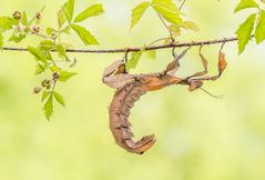  Australische Gespenstschrecke (Extatosoma tiaratum)