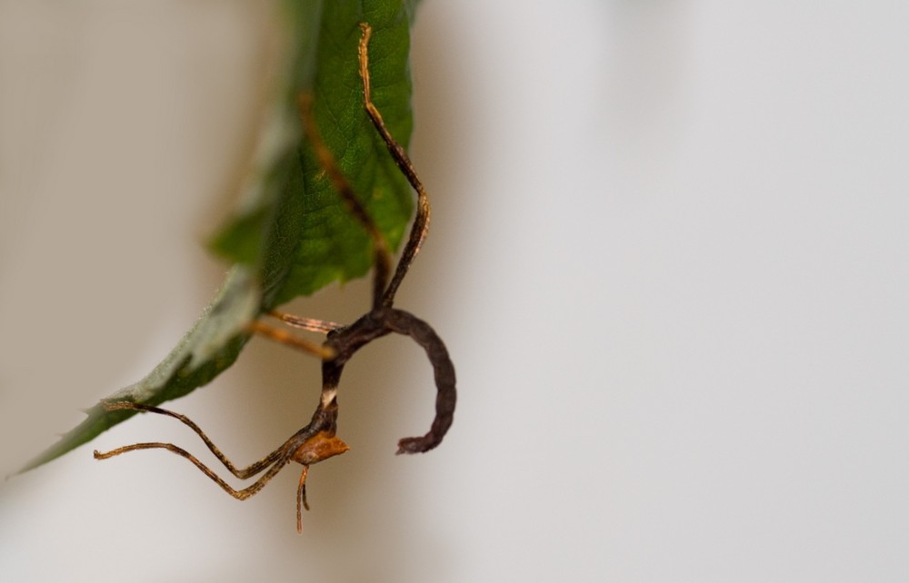 Australische Gespenstschrecke (Extatosoma Tiaratum)