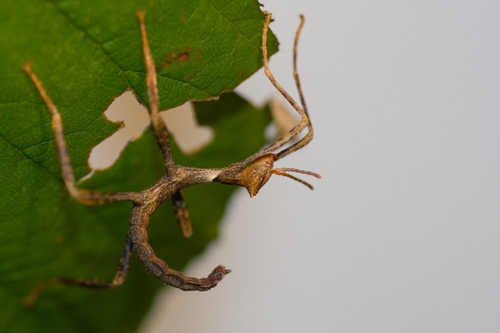 Australische Gespenstschrecke in den ersten Lebenstagen