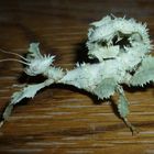 Australische Gespenstschrecke, weiblich