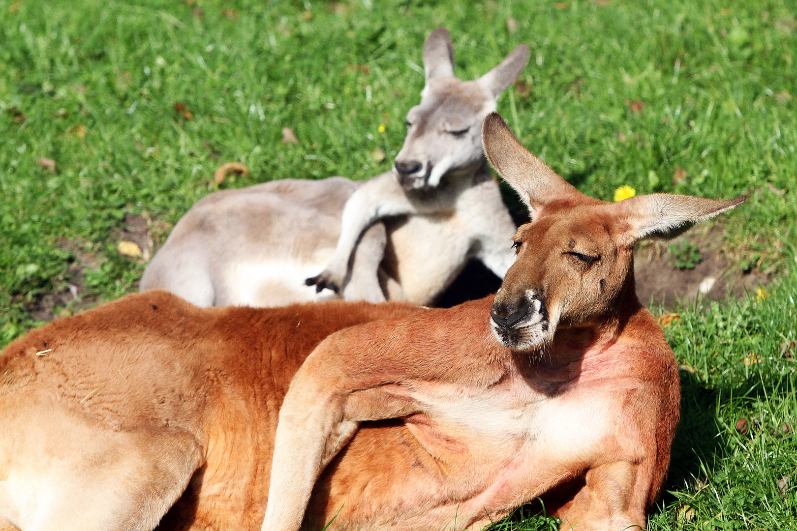 australische Meister im Synchron-Liegen