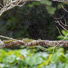 australische oder grüne Baumschlange vom strömenden Regen