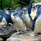 Australische Pinguine im Featherdale Wildlife Park