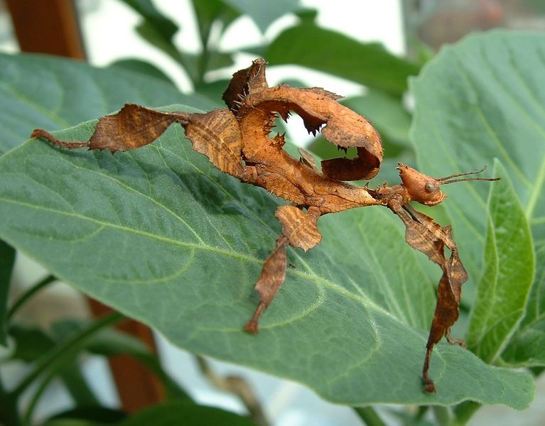 Australische Riesengespenstschrecke (extatosoma tiaratum)