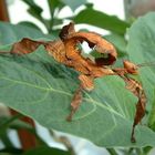 Australische Riesengespenstschrecke (extatosoma tiaratum)
