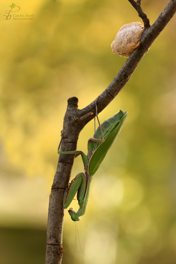 Australische Riesenmantis mit Oothek