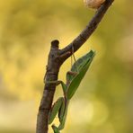 Australische Riesenmantis mit Oothek