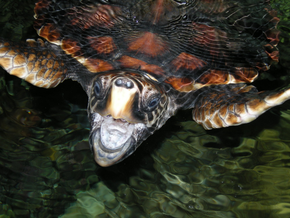 Australische Schildkröte