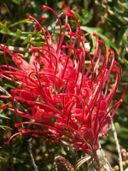 australische Schönheit "rote Grevillia"