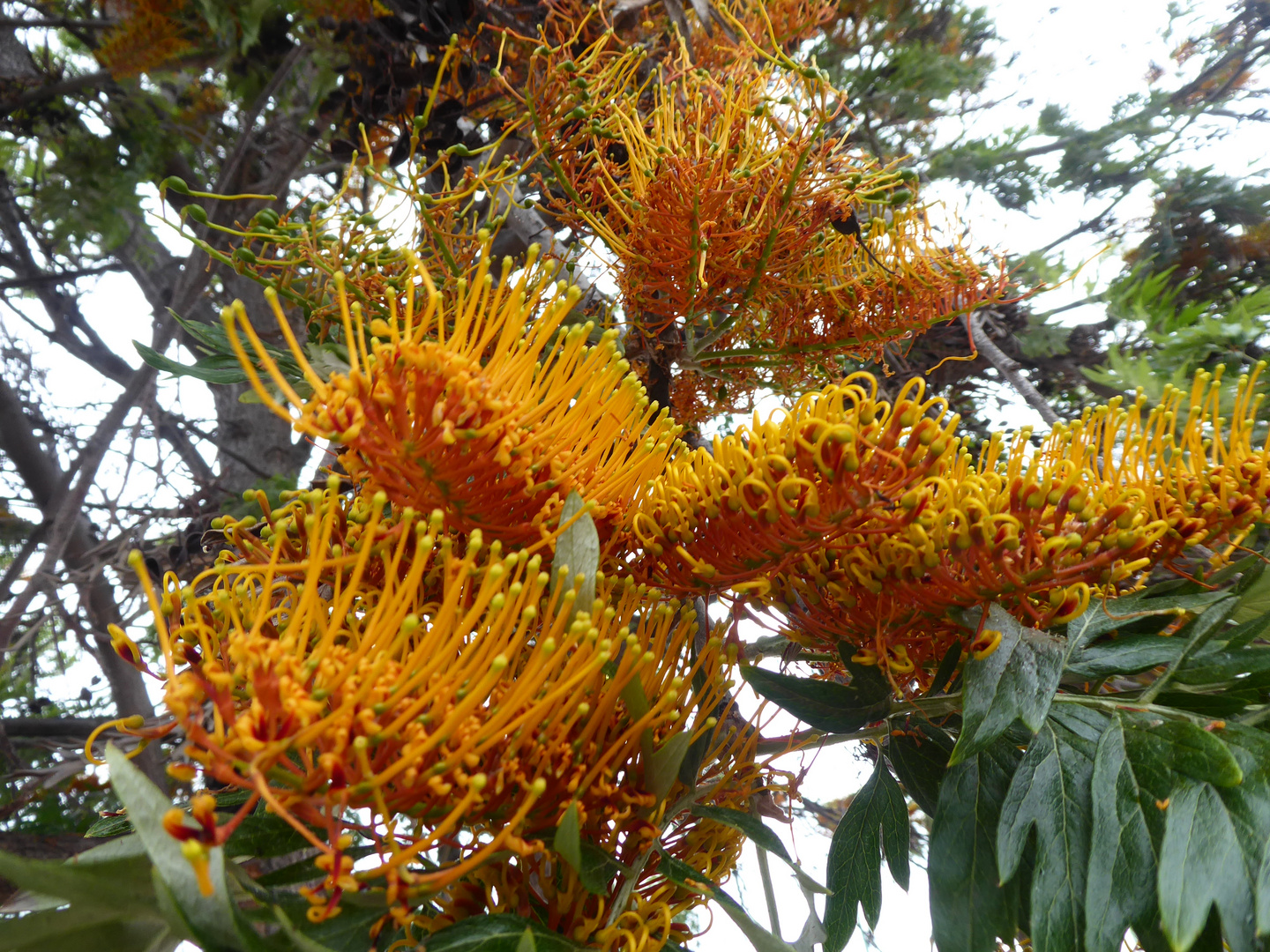 Australische Silbereiche... Foto & Bild natur, spezial, dokumentation