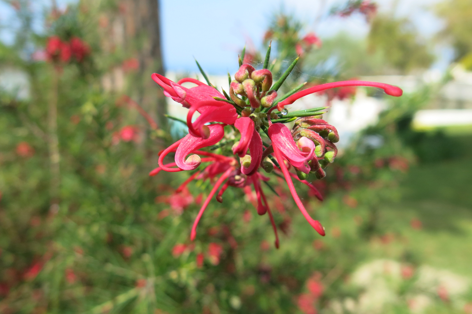 Australische Silbereiche ( Grevillea)