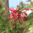 Australische Silbereiche ( Grevillea)