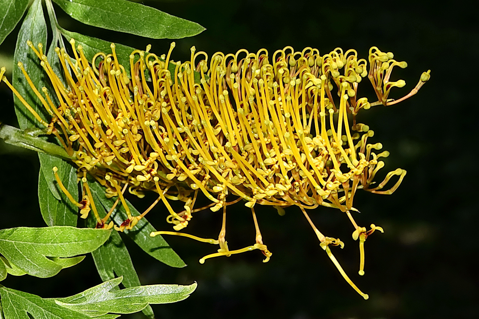 Australische Silbereiche Grevillea robusta