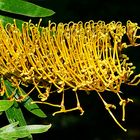 Australische Silbereiche Grevillea robusta