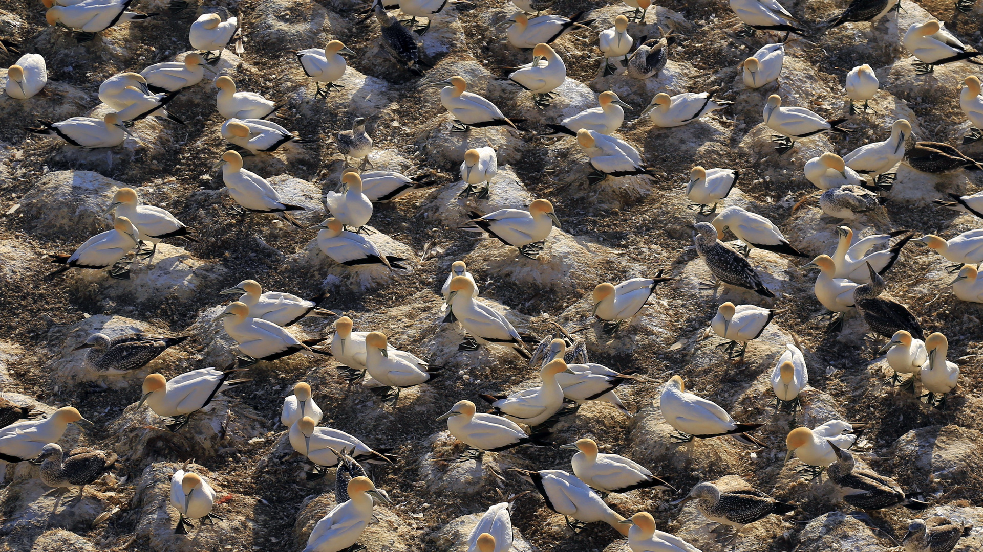 Australische Tölpel (Morus serrator)