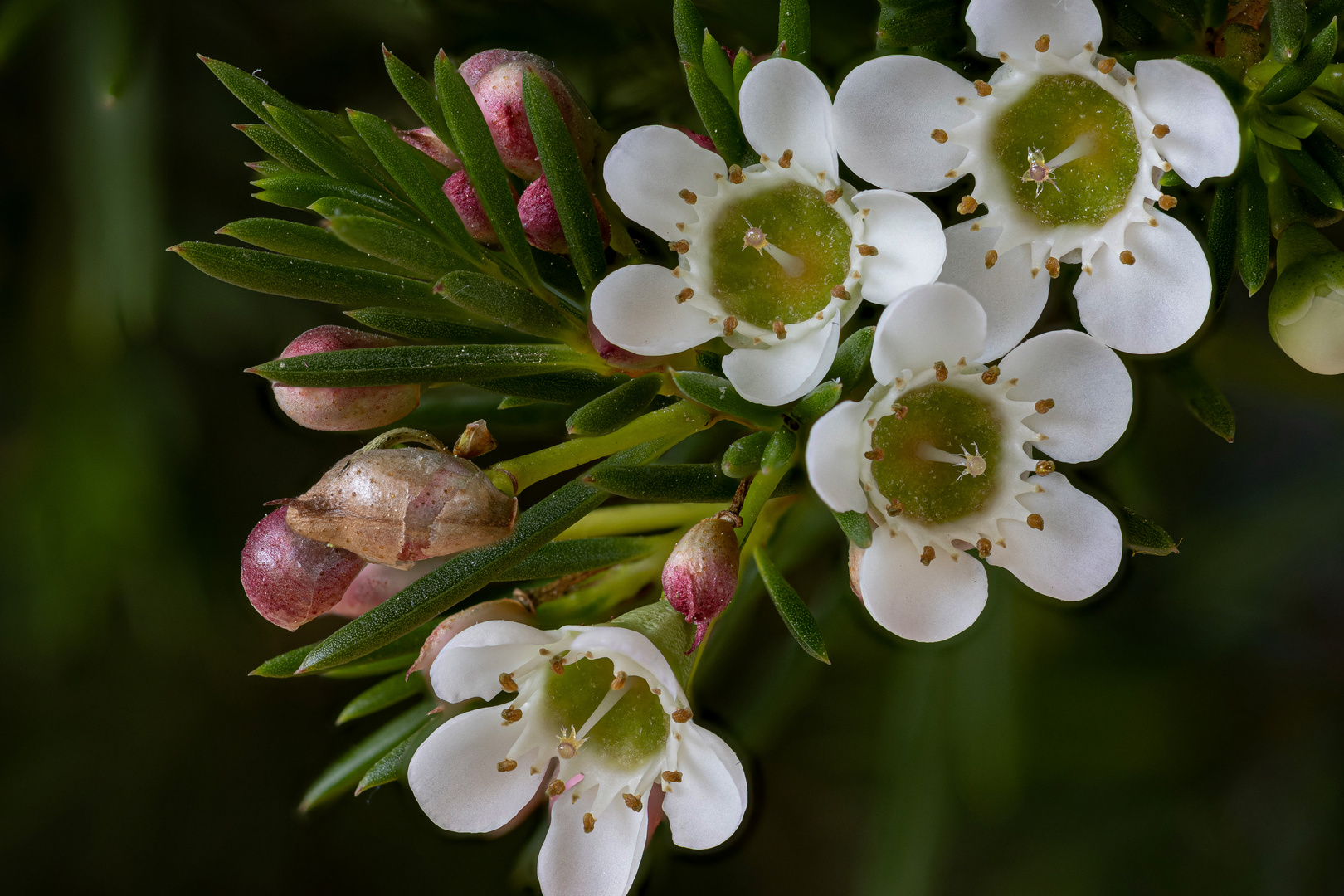 Australische Wachsblume