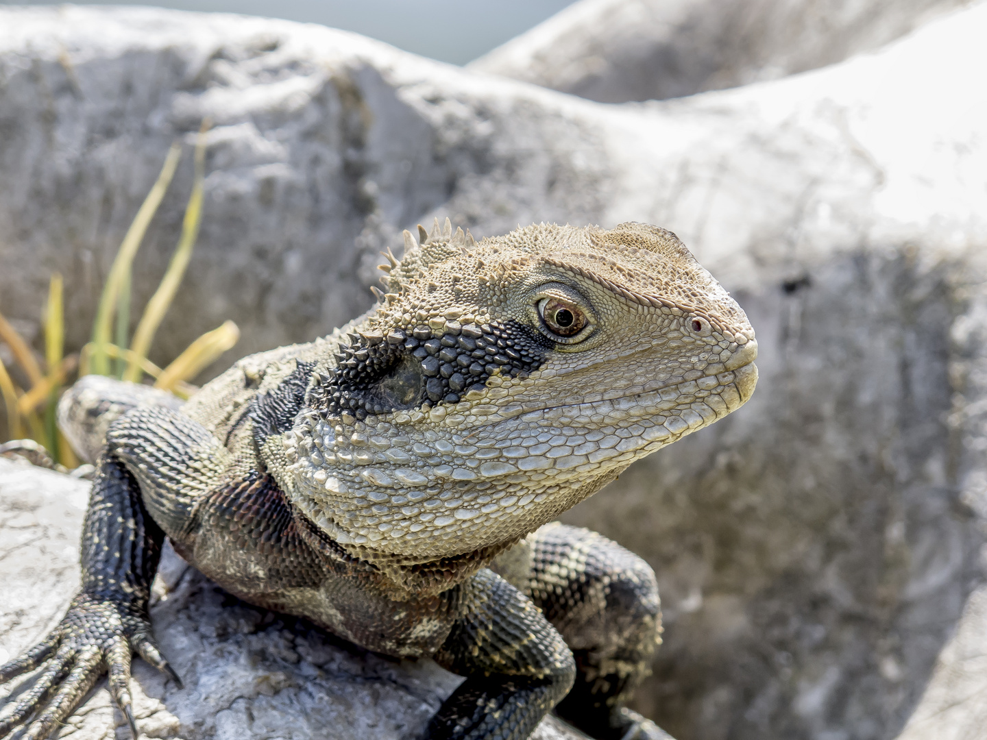 Australische Wasseragame