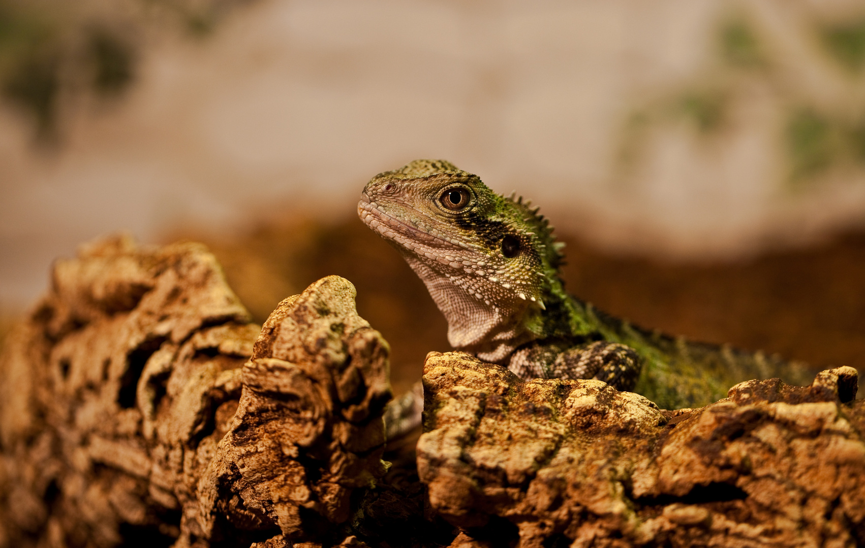 Australische Wasseragame