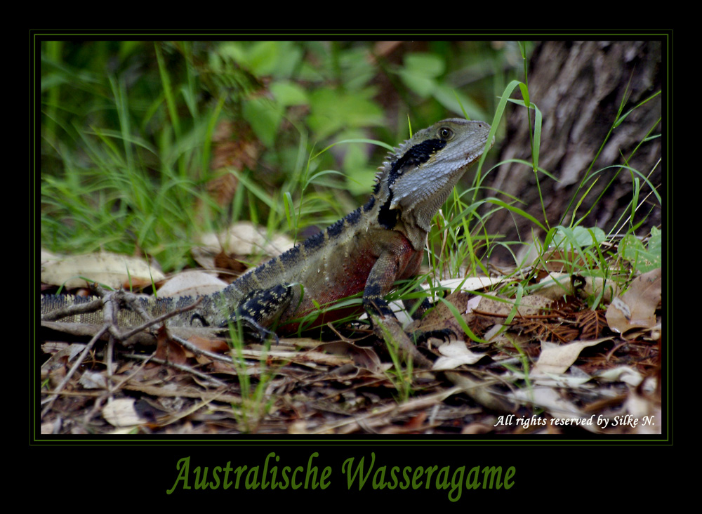 Australische Wasseragame