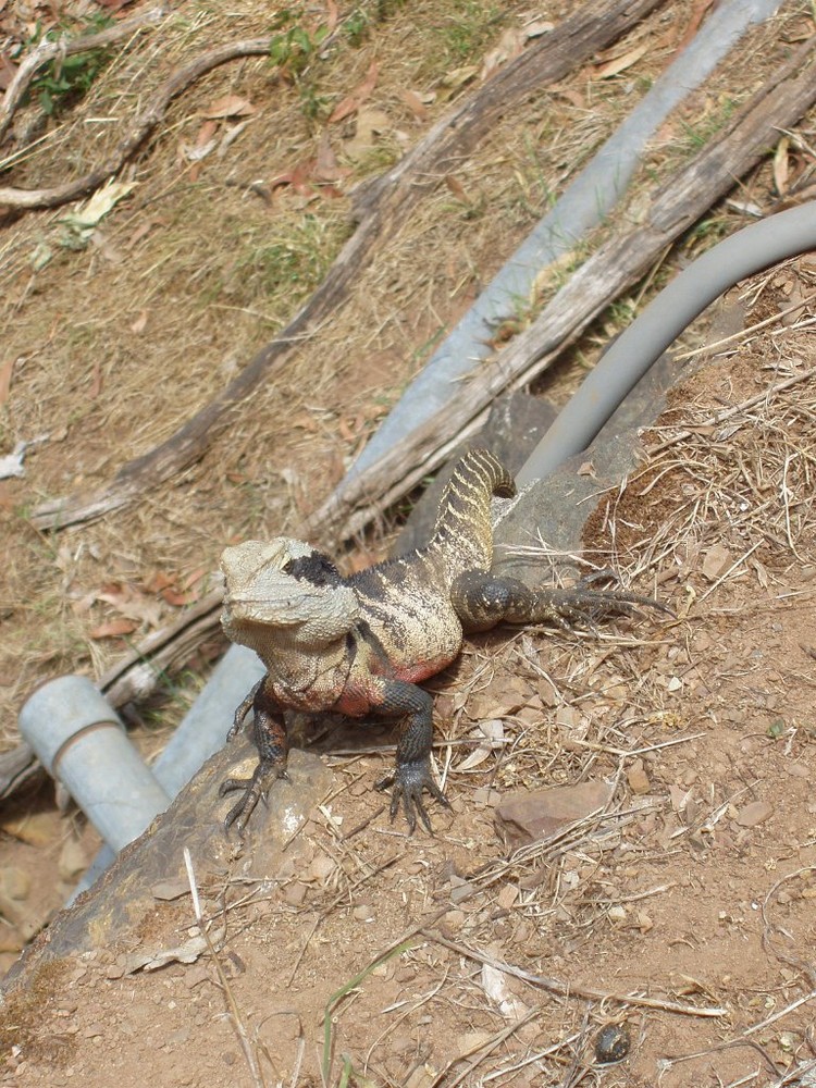 Australische Wasseragame