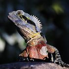 Australische Wasseragame