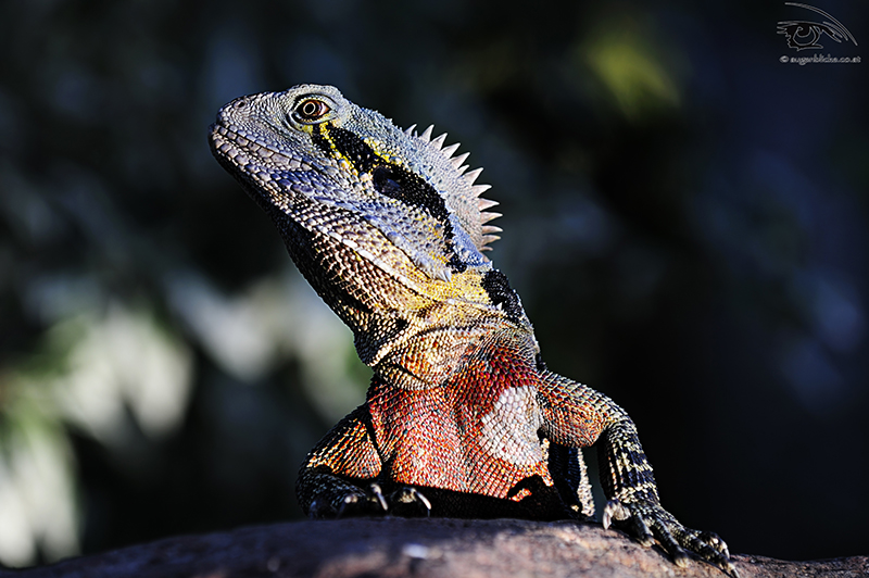 Australische Wasseragame