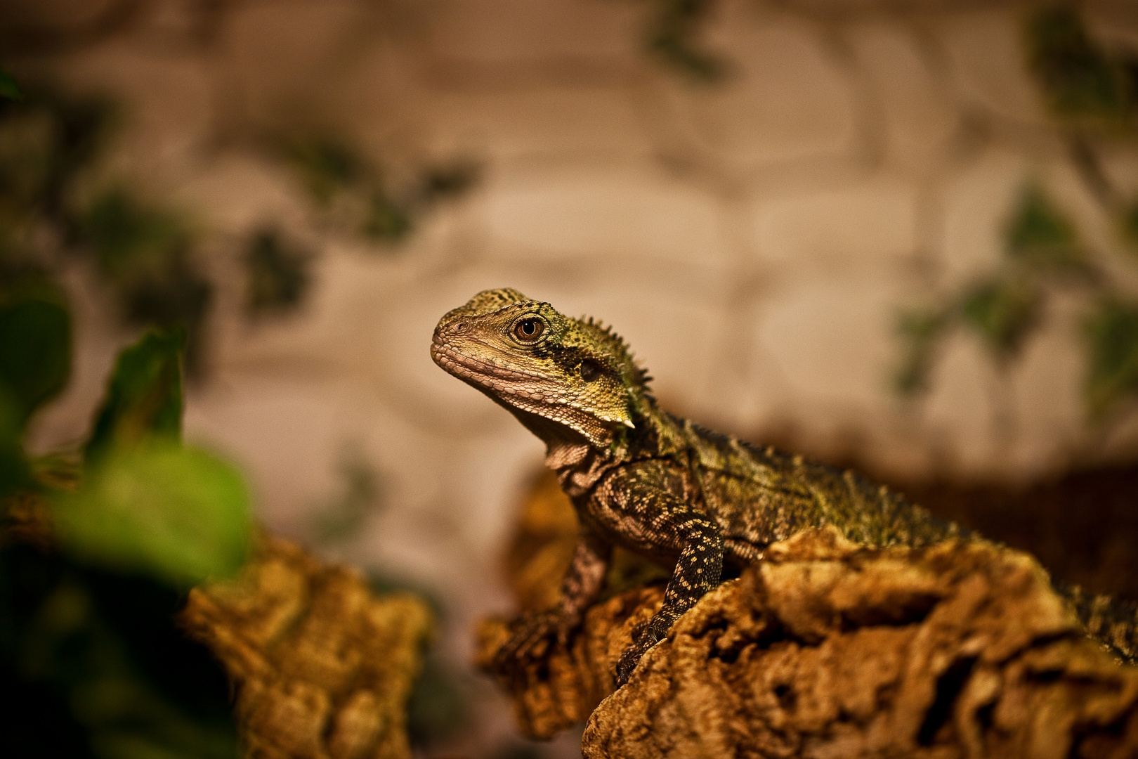 Australische Wasseragame