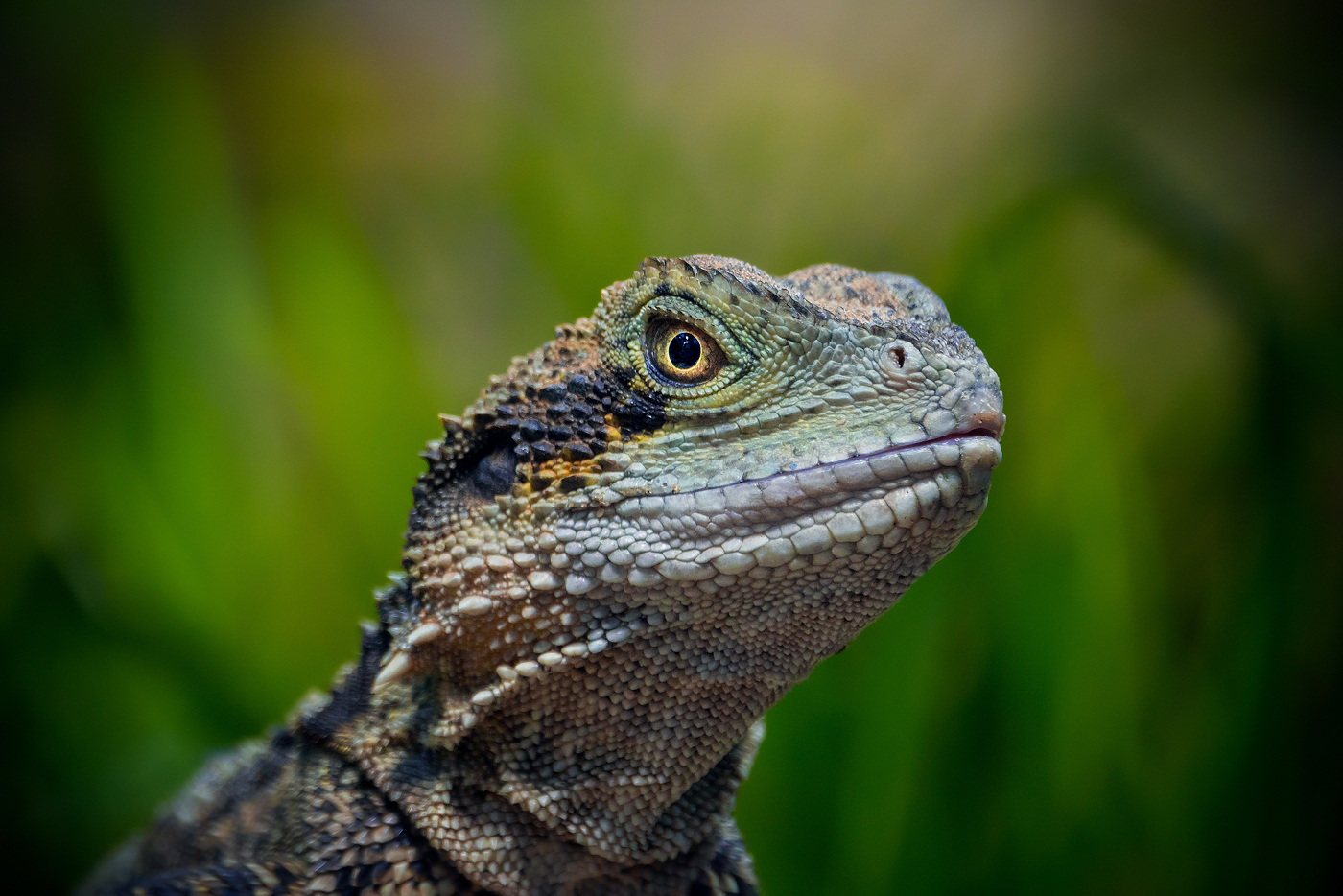 Australische-Wasseragame