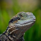 Australische-Wasseragame